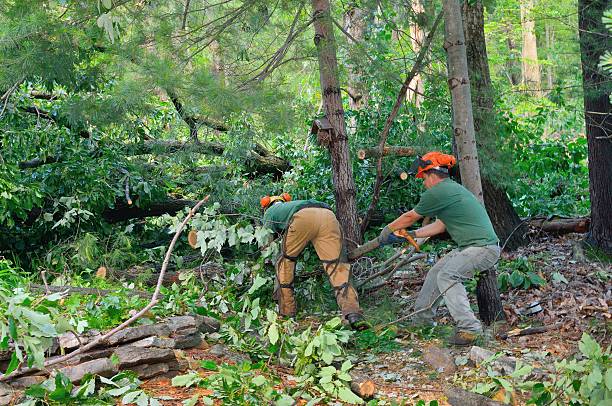 The Steps Involved in Our Tree Care Process in Springmont, PA